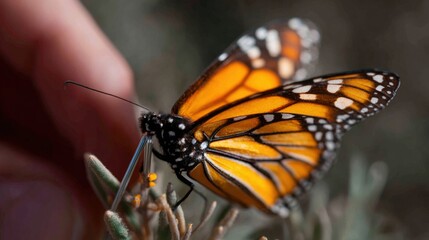 Close-up of a monarch butterfly resting on a small plant. the butterfly has orange and black wings with white spots, and its body is covered in small black spots.