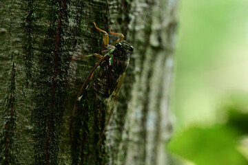 涼しげな鳴き声のヒグラシ