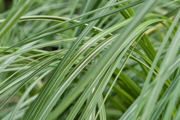 Plant list 2025 - Miscanthus sp. (Maiden grass)