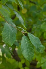 Plant list 2025 - Prunus padus (Bird cherry)