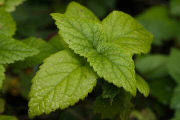 Plant list 2025 - Galeobdolon montanum (Mountain yellow archangel)