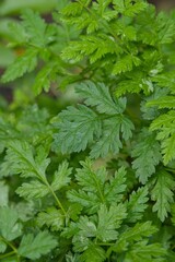 Plant list 2025 - Myrrhis odorata (Sweet cicely)