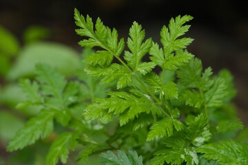 Plant list 2025 - Myrrhis odorata (Sweet cicely)