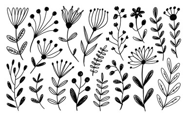 Hand Drawn Floral and Plant Elements Set flower botanical