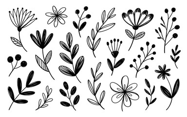 Hand Drawn Floral Elements and Botanicals flower drawing
