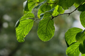 Plant list 2025 - Lonicera xylosteum (Fly honeysuckle)
