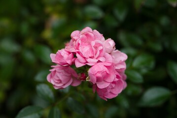Plant list 2025 - Rosa sp. (garden rose)