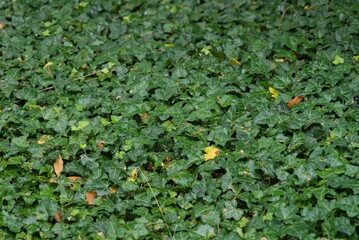 Plant list 2025 - Hedera helix (Common ivy)