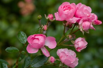 Plant list 2025 - Rosa sp. (garden rose)