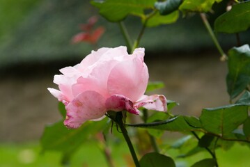 Plant list 2025 - Rosa sp. (garden rose)