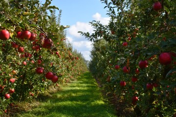 Lush rows of apple trees laden with ripe, red fruit under a bright blue sky