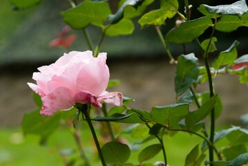 Plant list 2025 - Rosa sp. (garden rose)