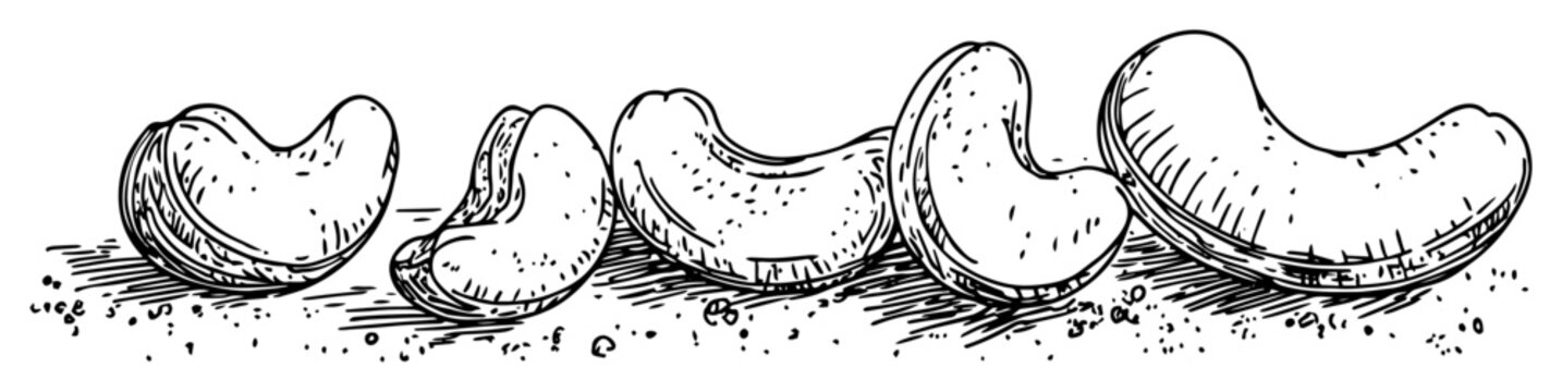 cashew nuts in shell vector sketch fine lines in ink engraving style