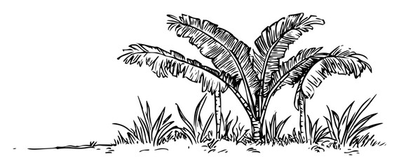 banana palm tree plant hand drawn doodle sketch vector laser engraving