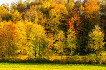 Field and forest in bright autumn colors