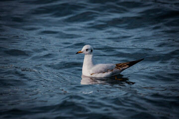 seagull on the water