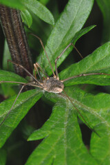Weberknechte, Opiliones, Apenninenkanker, Opilio canestrinii