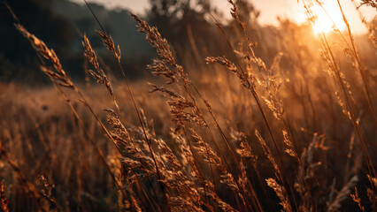 Tall Grass In A Field With The Sun Setting In The Background