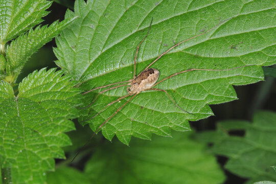 Weberknechte, Opiliones, Hornweberknecht, Phalangium opilio