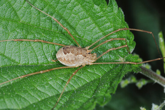 Weberknechte, Opiliones, Hornweberknecht, Phalangium opilio