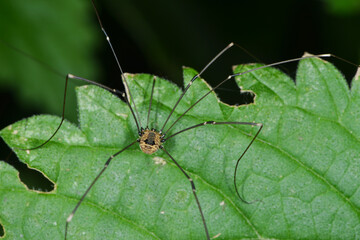 Weberknechte, Opiliones, Braunrückenkanker, Leiobunum rotundum