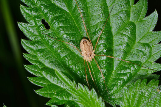 Weberknechte, Opiliones, Hornweberknecht, Phalangium opilio