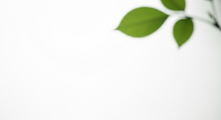 Green leaf branch with soft focus on white background