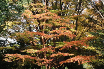Autumn leaves in Japan
