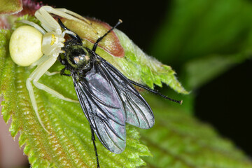 Krabbenspinnen, Veränderliche Krabbenspinne, Misumena vatia