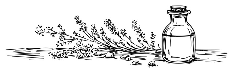 lavender sprig with glass bottle sketch