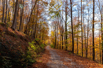 Mountain beech forest on a bright autumn day
