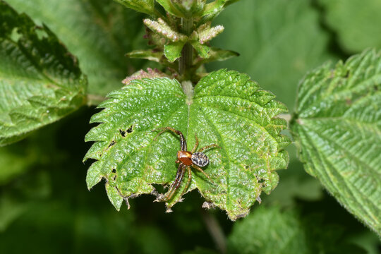 Krabbenspinnen,  Baumkrabbenspinne,  Xysticus lanio