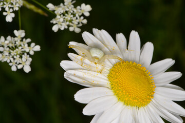 Krabbenspinnen, Veränderliche Krabbenspinne, Misumena vatia