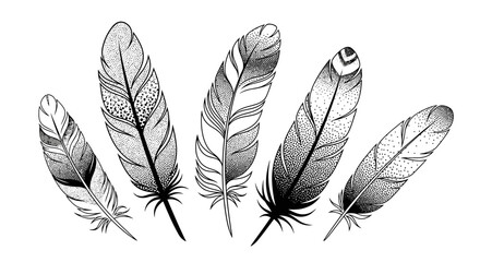 A collection of five detailed black and white illustrations of various feathers, showcasing intricate patterns and textures.