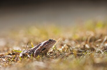 A small frog sits quietly in the grass, basking in the warm sunlight. The scene captures the peaceful essence of nature, with gentle sunlight filtering through the surrounding greenery