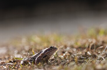 A vibrant frog lounges among blades of grass, basking in the warm glow of morning light. Nature surrounds it, creating a serene atmosphere in the wild