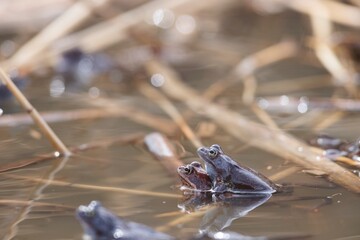 Two frogs rest on a patch of water in a tranquil wetland, surrounded by tall grasses. The soft sunlight creates glimmers on the water, signaling the arrival of spring