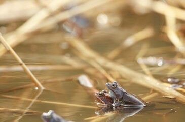Two frogs sit gracefully on the surface of a calm pond, surrounded by tall reeds, soaking up the warmth of a sunny afternoon in nature