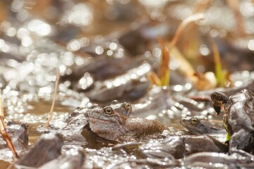 In a tranquil wetland, several frogs rest on dark mud while glistening water glimmers around them. The warm afternoon light enhances the serene atmosphere of nature