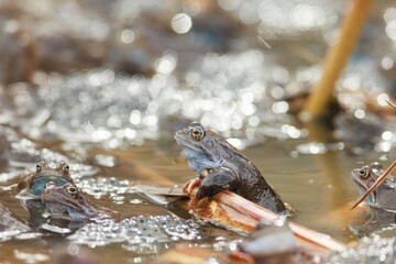 In a serene marsh, frogs gather on branches, basking in the warm sunlight. The early spring air fills with life and the gentle ripples reflect their playful antics in the water