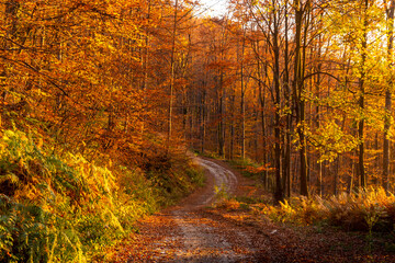 Mountain beech forest on a bright autumn day
