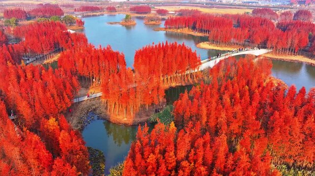 Aerial view of a red dawn redwood forest in a park in autumn