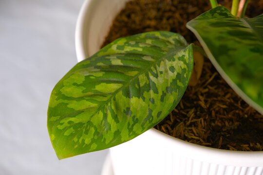 Aglonema Homalomena or Homalomena Camouflage in pot. Beautifulpattern leaf, decorative plant at the garden. Daun cantik