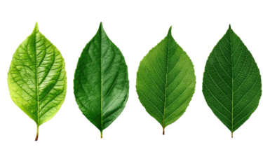 Four isolated vibrant green leaves showcasing textures and veining against a stark black backdrop