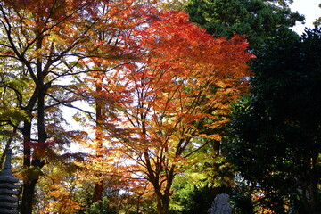 Naklejka premium 燃える秋