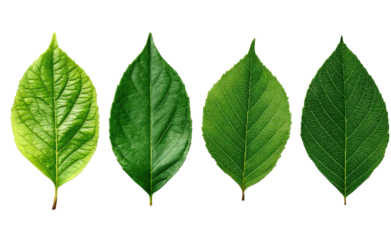 Four isolated vibrant green leaves showcasing textures and veining against a stark black backdrop