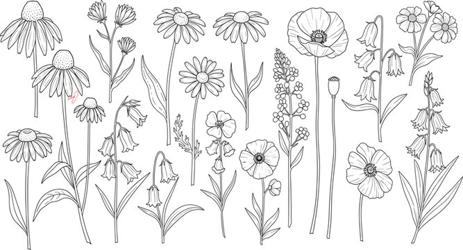 Black and white wildflower bouquet line art illustration featuring coneflowers, daisies, poppies, bellflowers and botanical elements for vector design