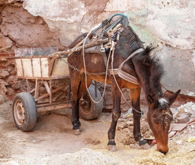 donkey and cart in a moroccan medina