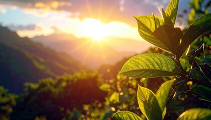 A vibrant sunrise casts warm golden light over lush green foliage and distant misty mountains, creating a serene natural landscape.