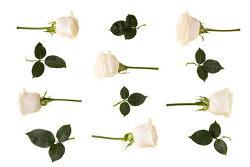 Elegant white roses arranged artistically on a deep transparent  PNG background with green leaves for a sophisticated floral design